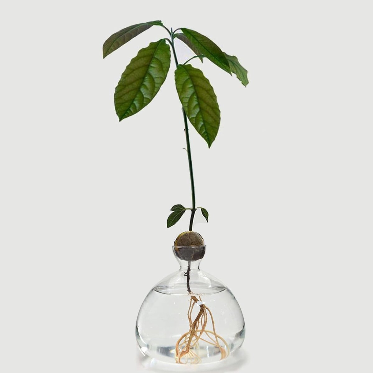 SnelShoppen - Avocado-glazen Kiemglazen Vaas voor Avocadokern, Transparante Hydrocultuur Vaas van Borosilicaatglas, Ideaal voor Bloemen, Decoratie in