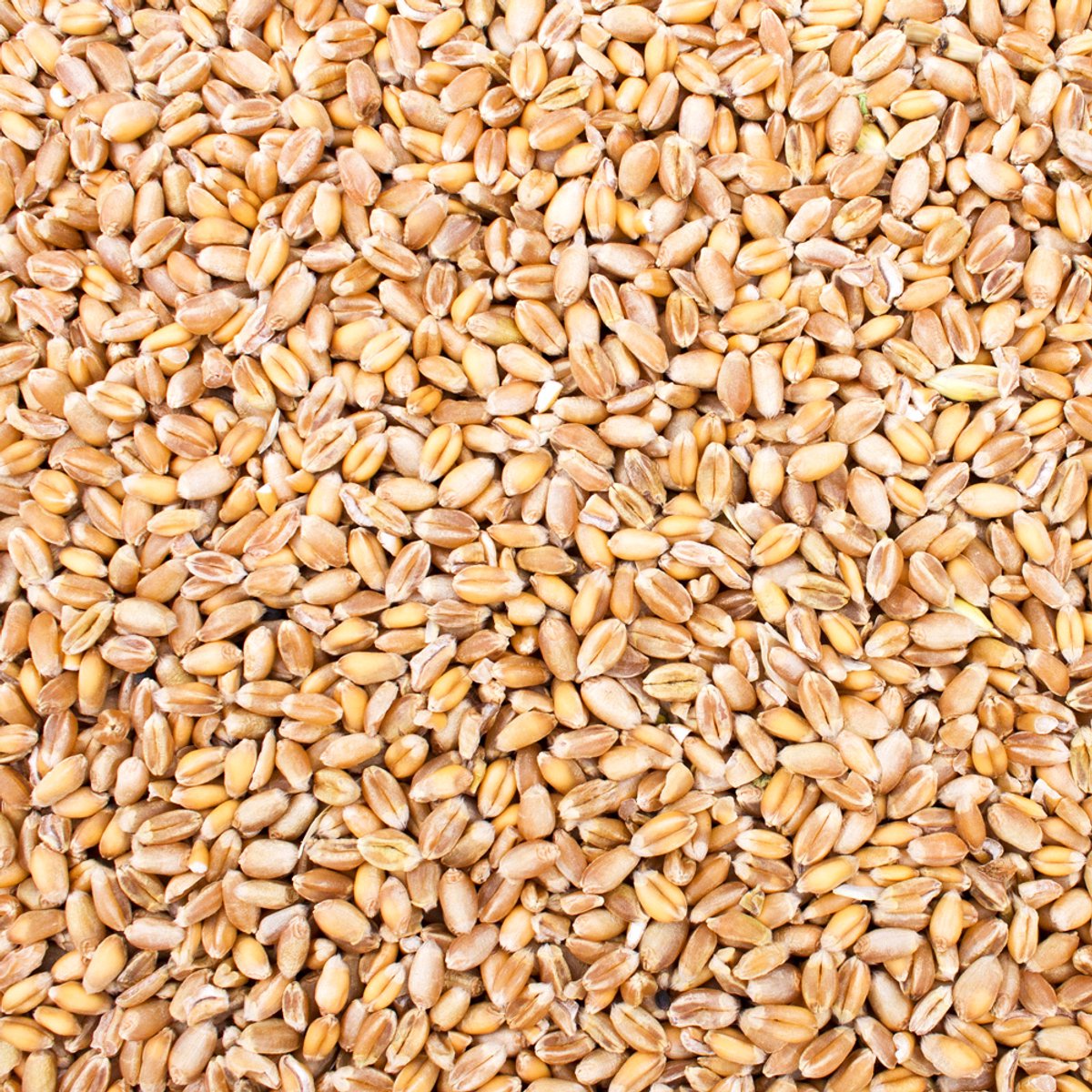 10 kg Gereinigd Tarwe Kippenvoer Pluimveevoer Voer Tarwe Enkelvoudig Voer Vogelvoer Oogst 2025 DML