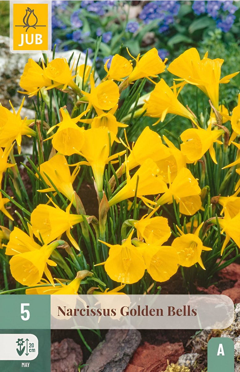 Narcissus golden bells 5st JUB