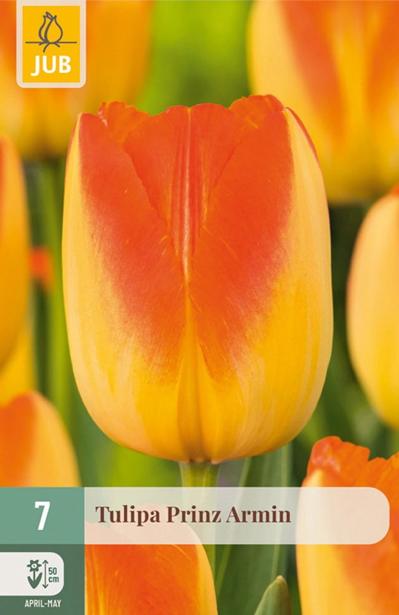 Tulipa Prinz Armin bloembol JUB 7 stuks