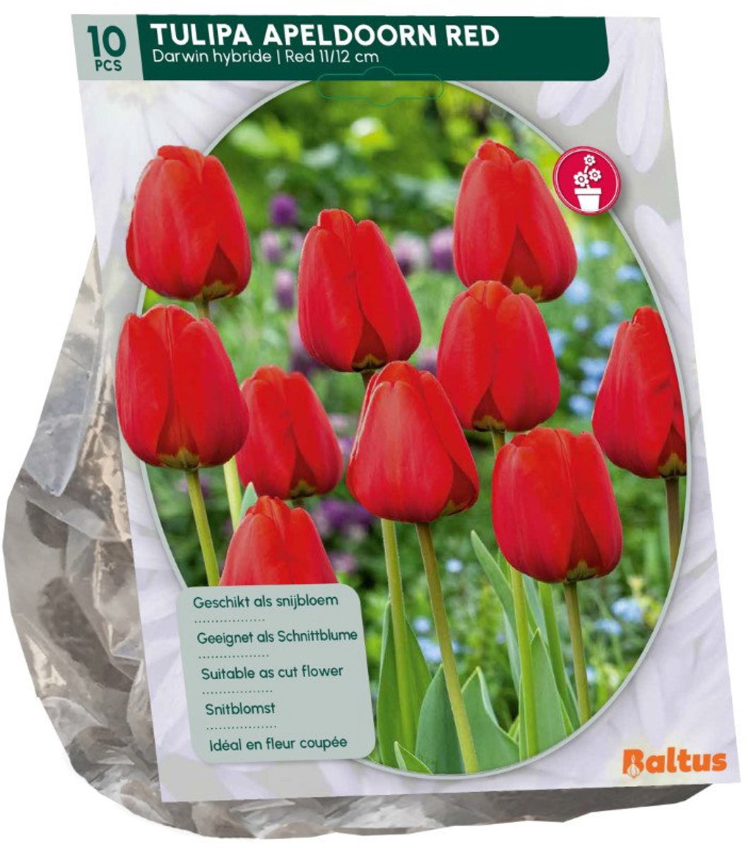 Tulipa Apeldoorn rood 10 stuks bloembollen Baltus