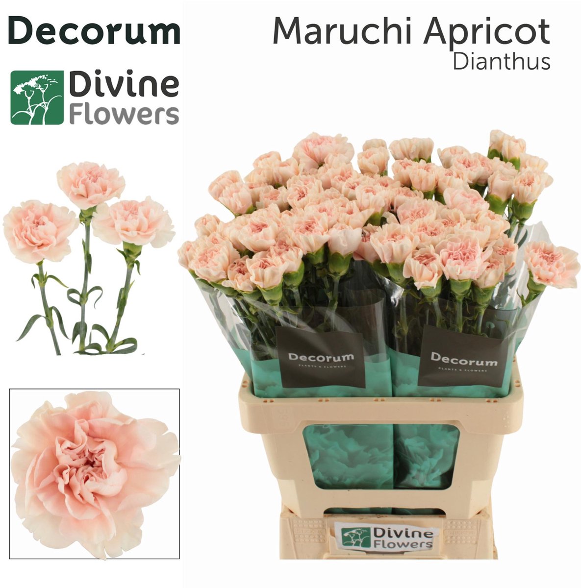 20x Dian.st.maruchi apricot 60cm