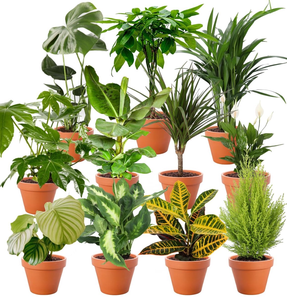 Dailygoods- Plantenverrassingsset 5-delig - Kamerplanten - Luchtzuiverend - Groen voor binnenruimtes - Snelle plantlevering - Kwaliteit van de plantenexpert