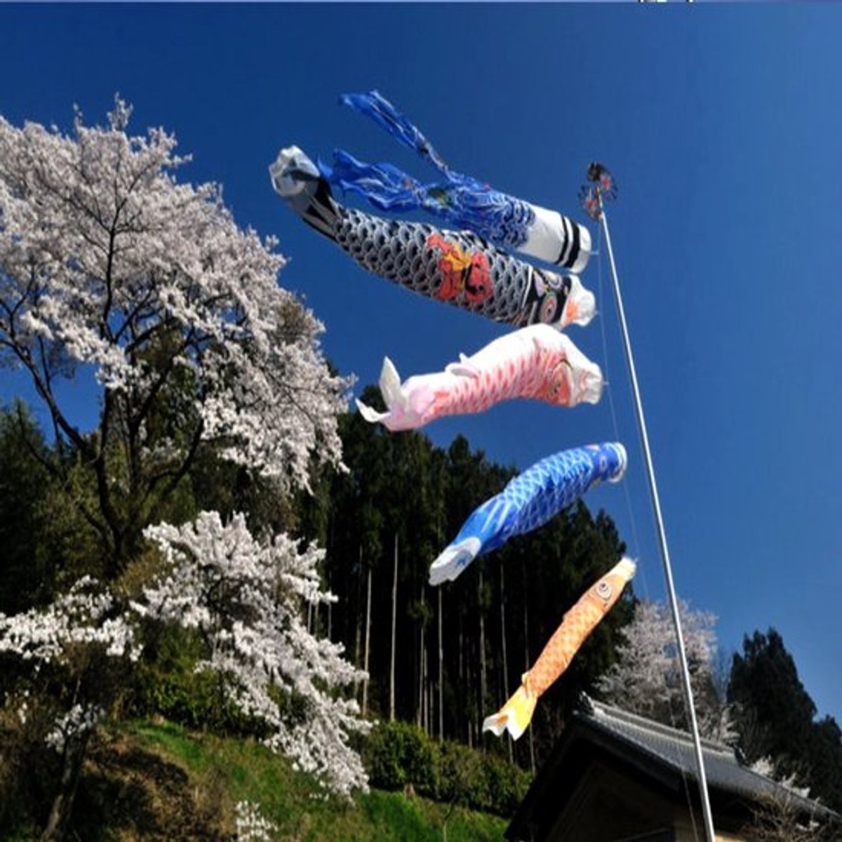 - Koi Vlaggen - Koinobori - Sterke en kleurrijke windstreamers - 5-delige set - Tuin decoratie - Unisex