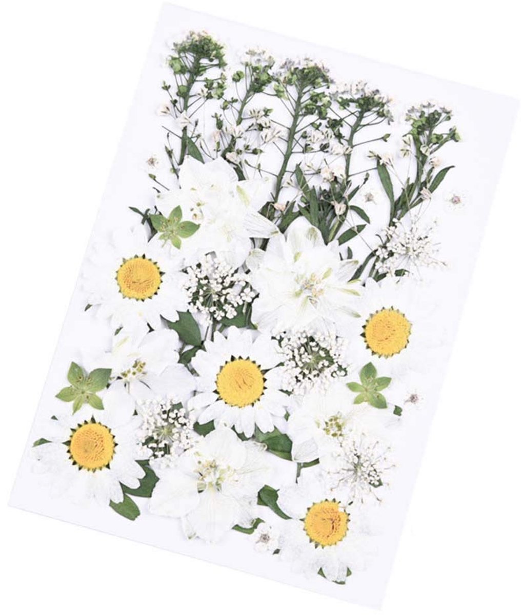 Dailygoods - 33 Stuks Geperste Bloemen en Gedroogde Bladeren voor DIY Knutselen - Stijl D