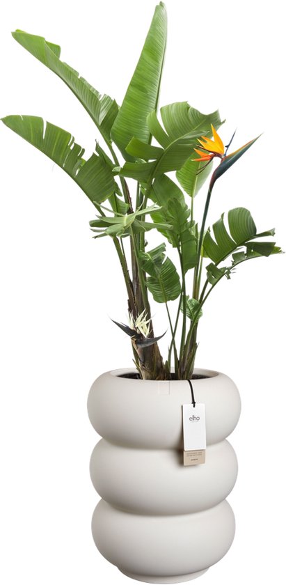 Hoge, witte, gestapelde pot met Strelitzia plant en label.