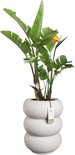 Hoge, witte, gestapelde pot met Strelitzia plant en label.