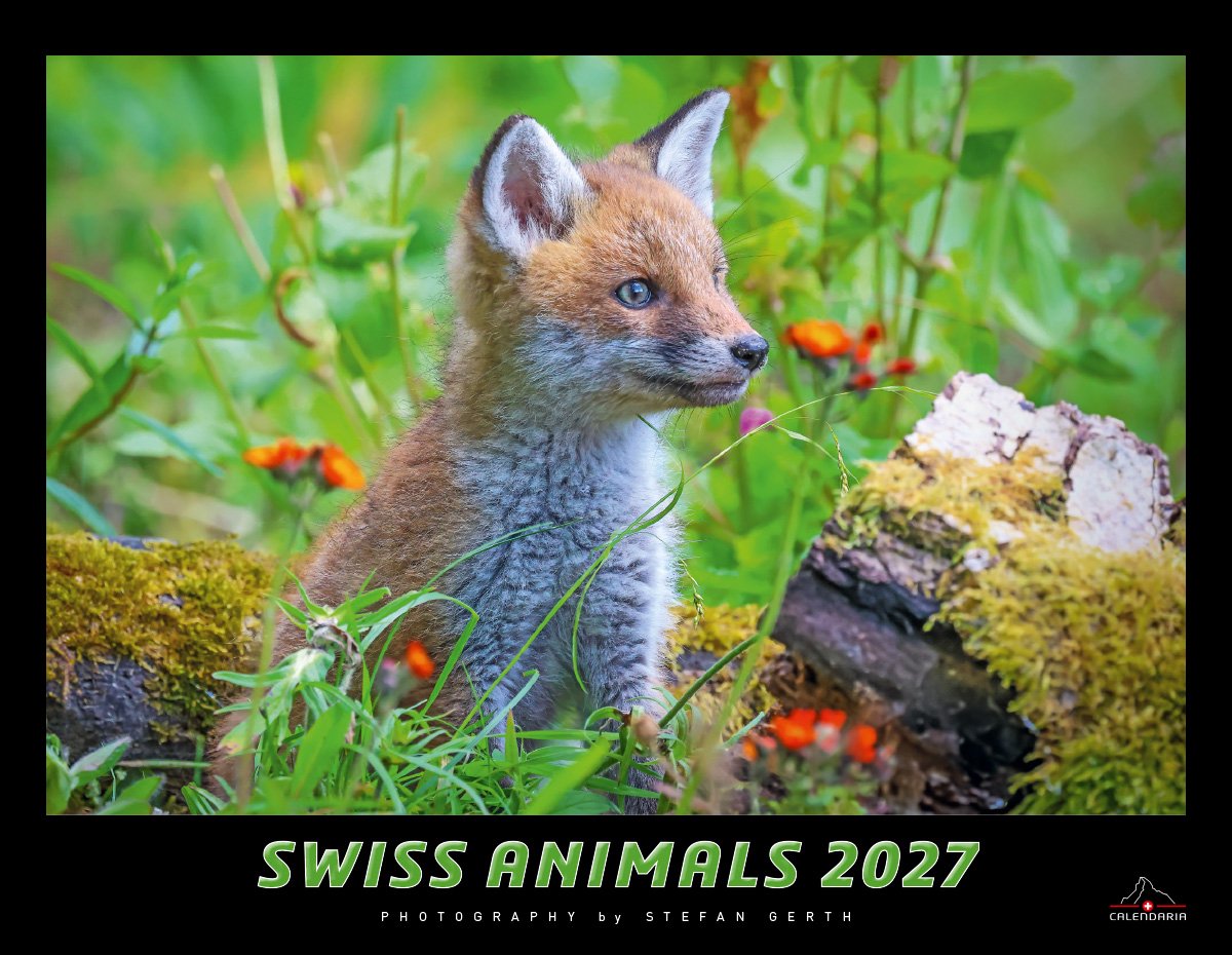 Calendaria - Wandkalender - Swiss Animals 2027 - Zwitserland - Kalender - Formaat: 40 x 31 cm