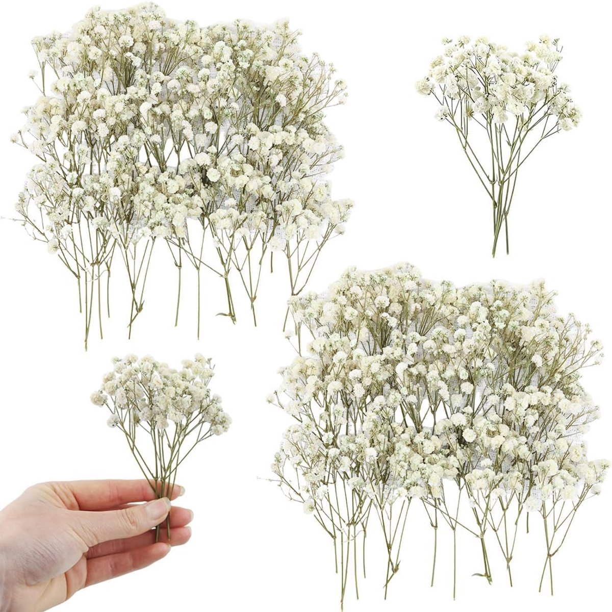 100 stuks Nebbioline, gypsophila gedroogd met groene steel en witte bloem, standaardmaat voor kunsthandwerk van hars en bruiloftsdecoraties