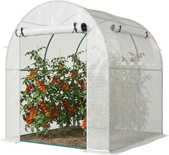 Witte tunnelkas met volle tomatenplanten met rijpe tomaten, open rolbaar deurgordijn.