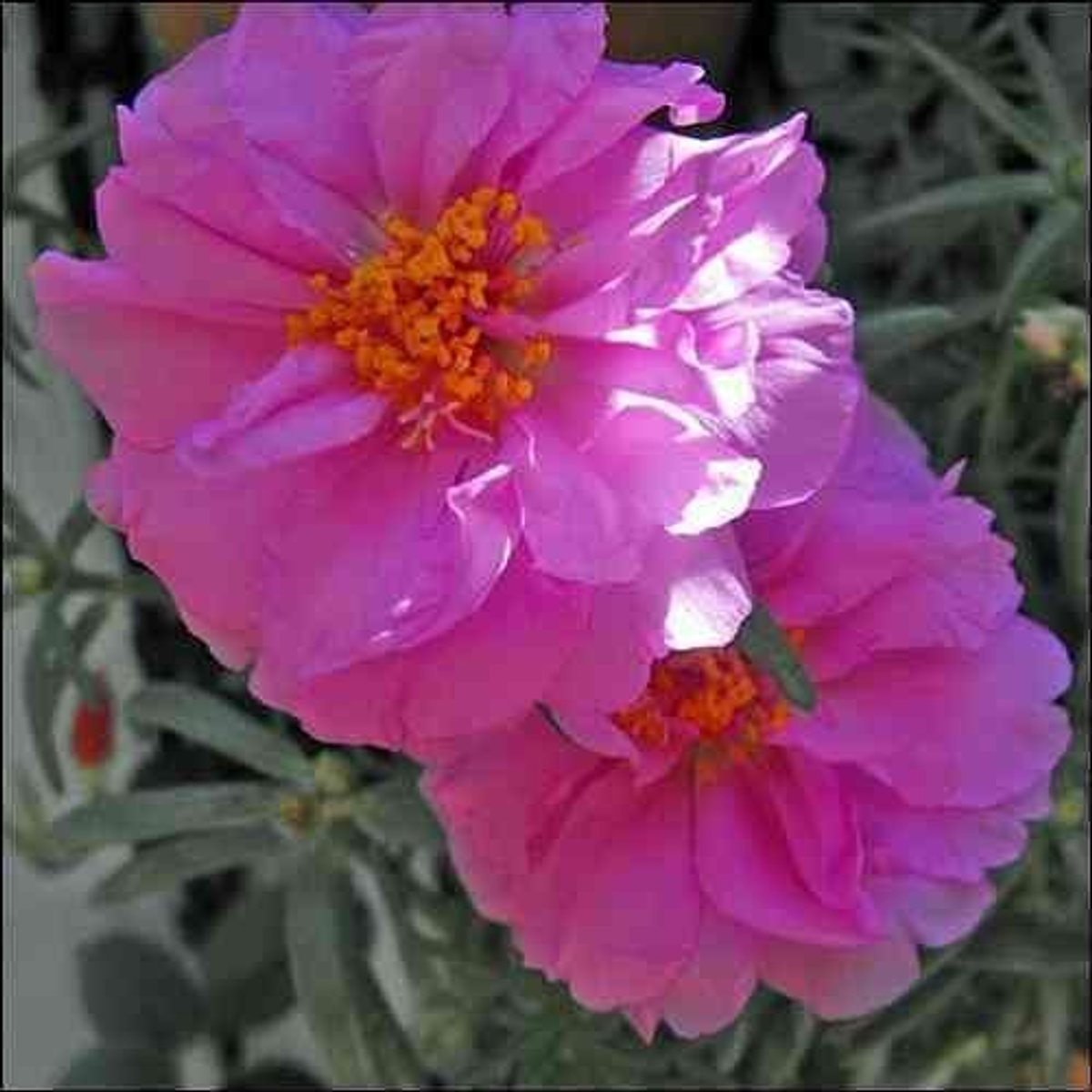 Elzusha - 200 Zaden Portulaca (Moss Rose)