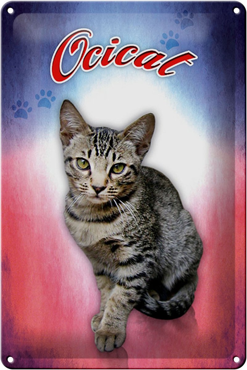 Blechschild Katze 20x30cm Ocicat Wanddeko