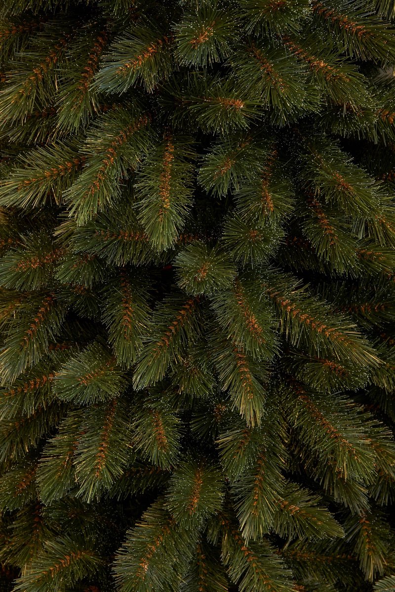 Triumph Tree Bristlecone Fir Pilar - Smalle Kerstboom voor Kleine Ruimtes - Kerstversiering met Volle Uitstraling - Kunstboom met 752 Dennentakken - H230 x Ø94 cm - Groen – foto 4