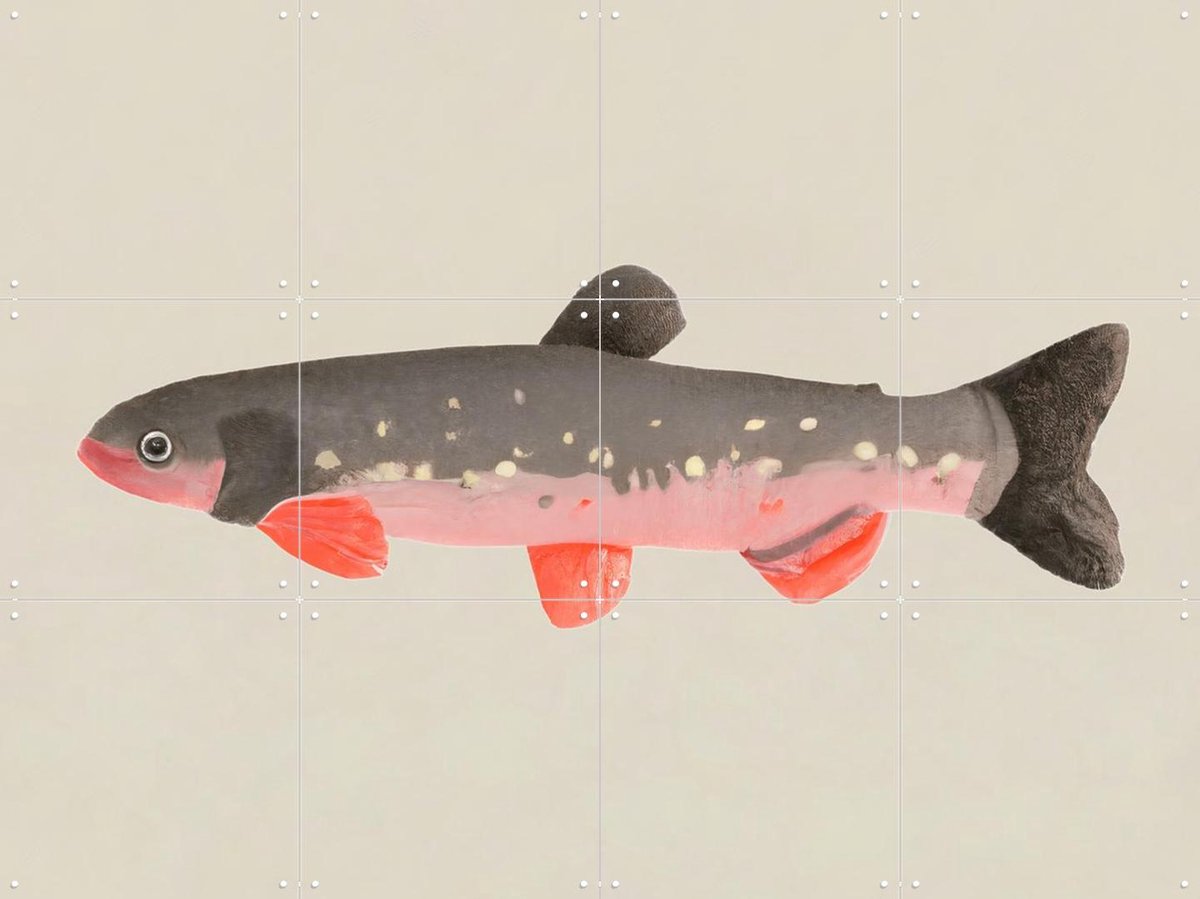 IXXI Still Fishy, Interiorisla - 80 x 60 cm - Gratis ophangtool - Grote wanddecoratie en posters - Illustraties, Woonkamer, Trap, Studeerkamer, Vissen