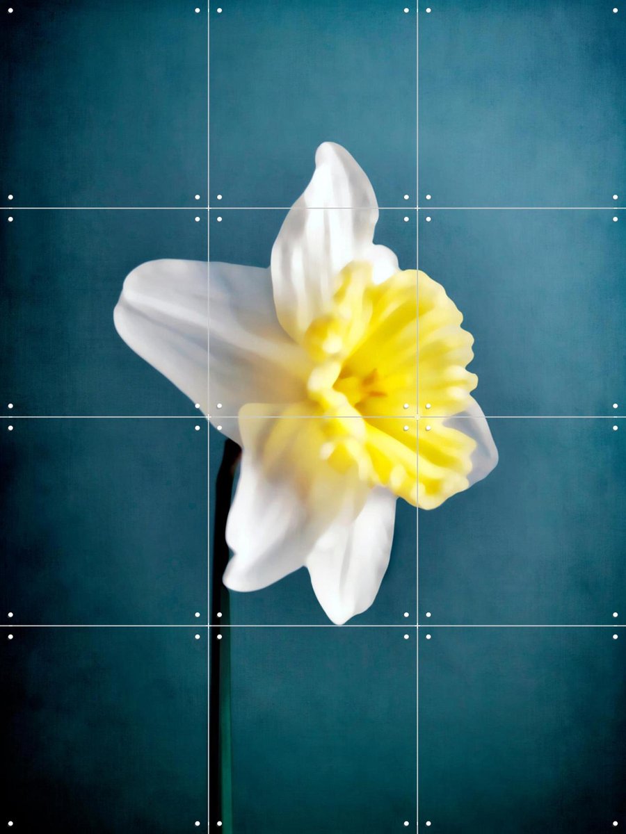 IXXI Narciso, Angelo Cerantola - 60 x 80 cm - Gratis ophangtool - Grote wanddecoratie en posters - Fotografie, Gang, Woonkamer, Slaapkamer, Bloemen