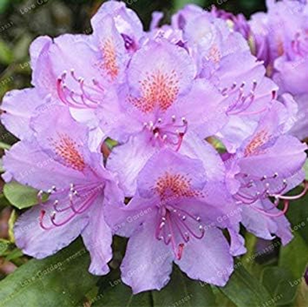 Rhododendron Zaden - Bloemenzaadjes - Tuinieren Buiten - Makkelijk Groeien - 100 Stuks - Roze