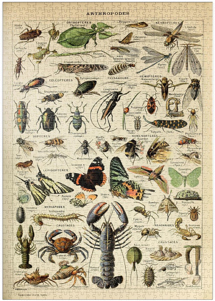 Solidchoice - Puzzel Arthropoden voor Iedereen - Vintage Poster van 1000 Stukken