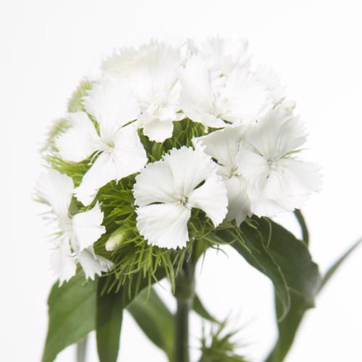 50x Dian.bar.sweet will white 50cm