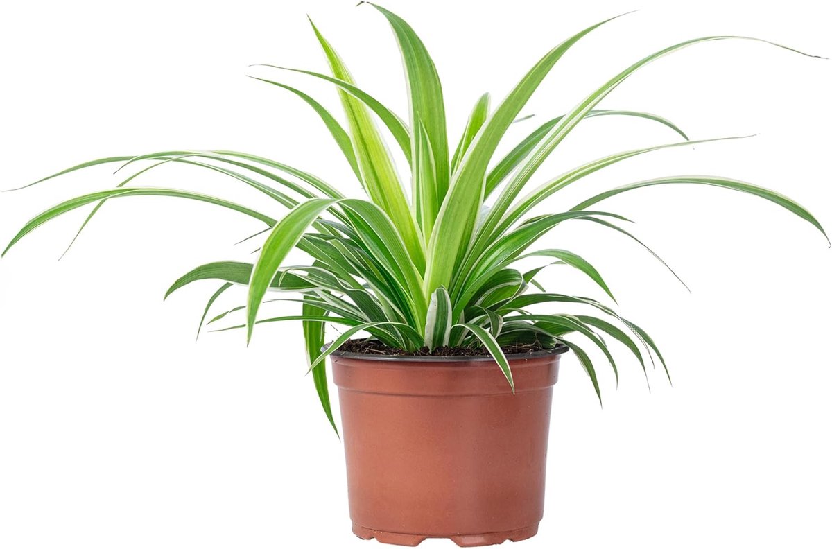 Groene lelie 'Ocean' - hoogte ca. 20 cm - pot Ø 12 cm - gemakkelijk te onderhouden - creëert een frisse ambiance - ShopVlot