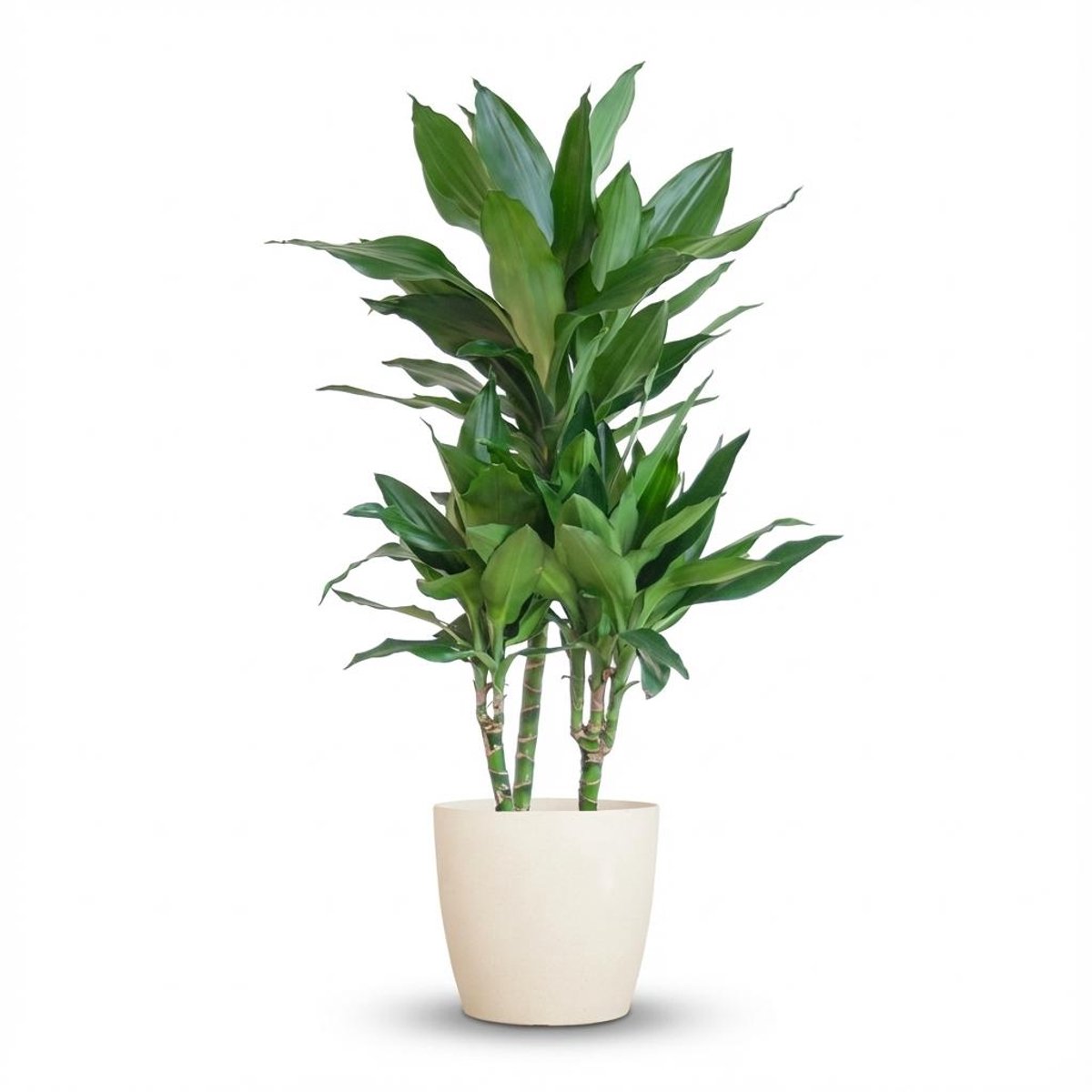 Dracaena Janet Lindt met Potter wit - 95cm - Ø21