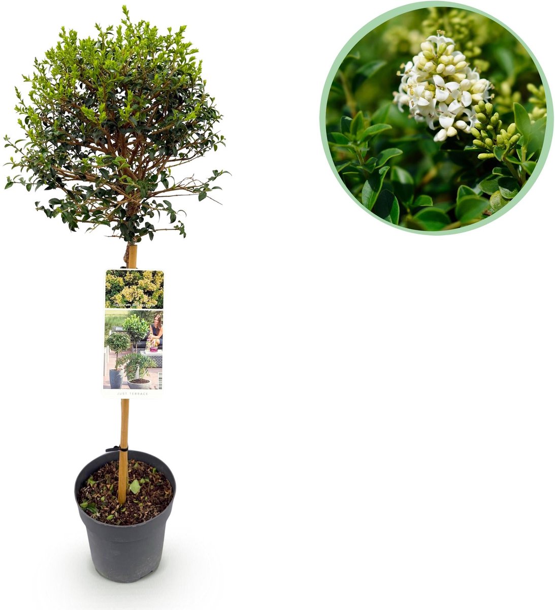Plant op Stam - Ligustrum delavayanum - Terras Plant - Bladhoudend - Winterhard - Groen Blad - Pot 19cm Hoogte 90cm