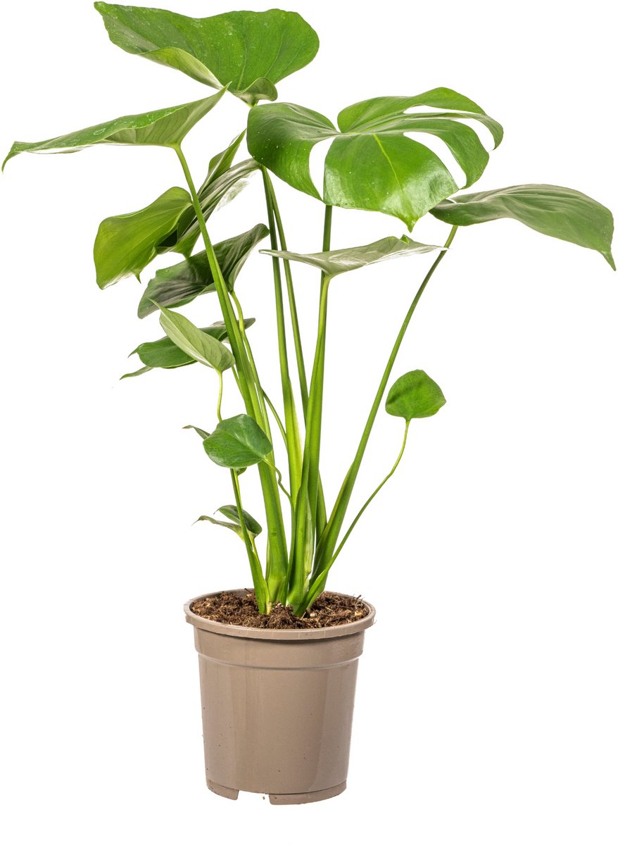 Monstera Deliciosa Tauerii Ø17cm - 50 - 70cm