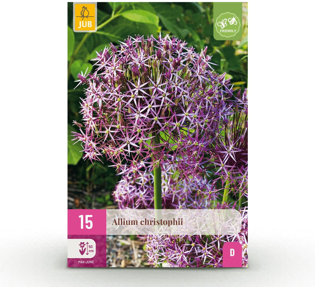 Bloembollen - Allium Christophii - Kleur Paars - 15 stuks - Bolmaat 10/2 - XXL Pack