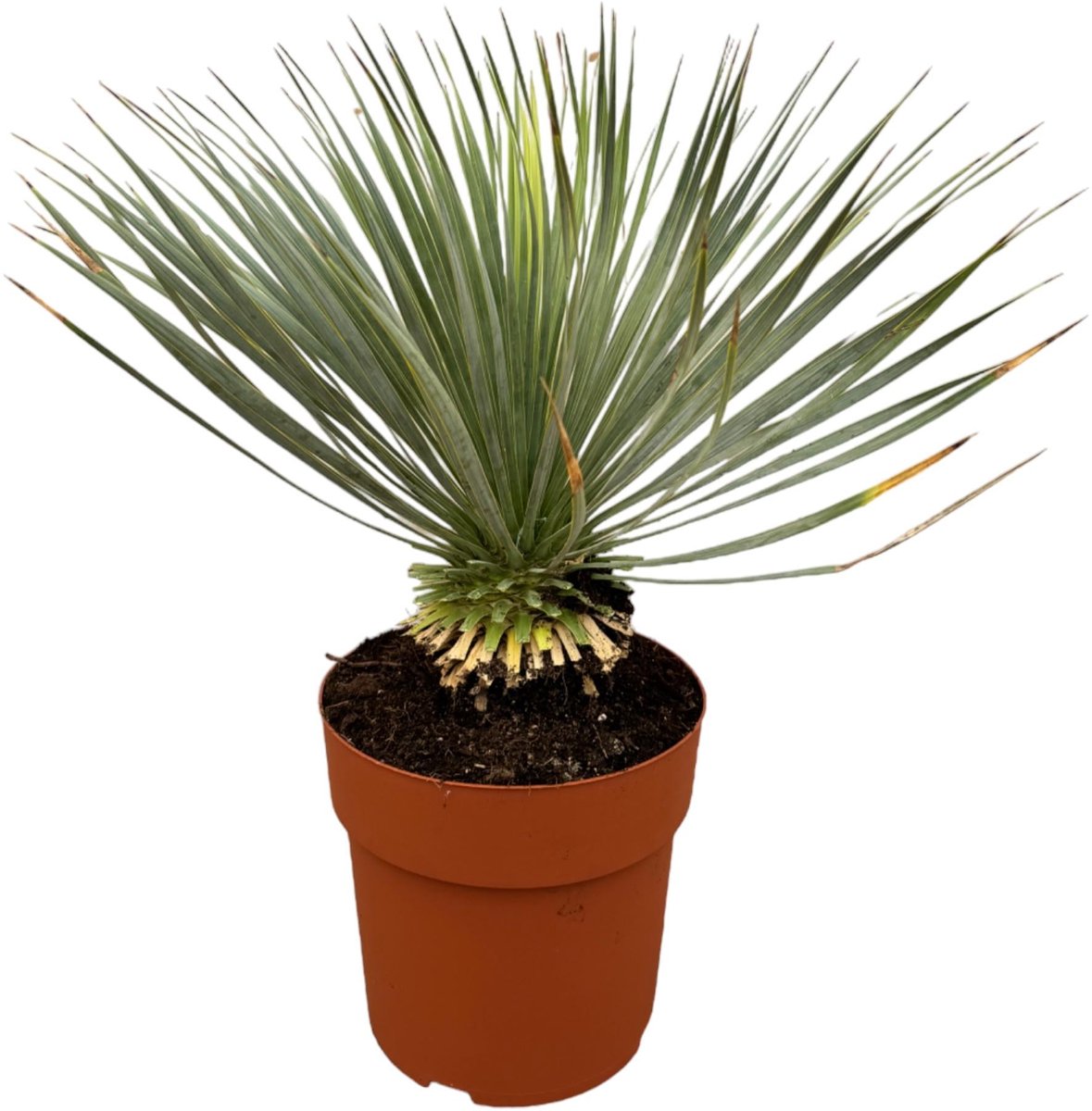 Yucca Rostrata op stam - 70 cm - Ø27