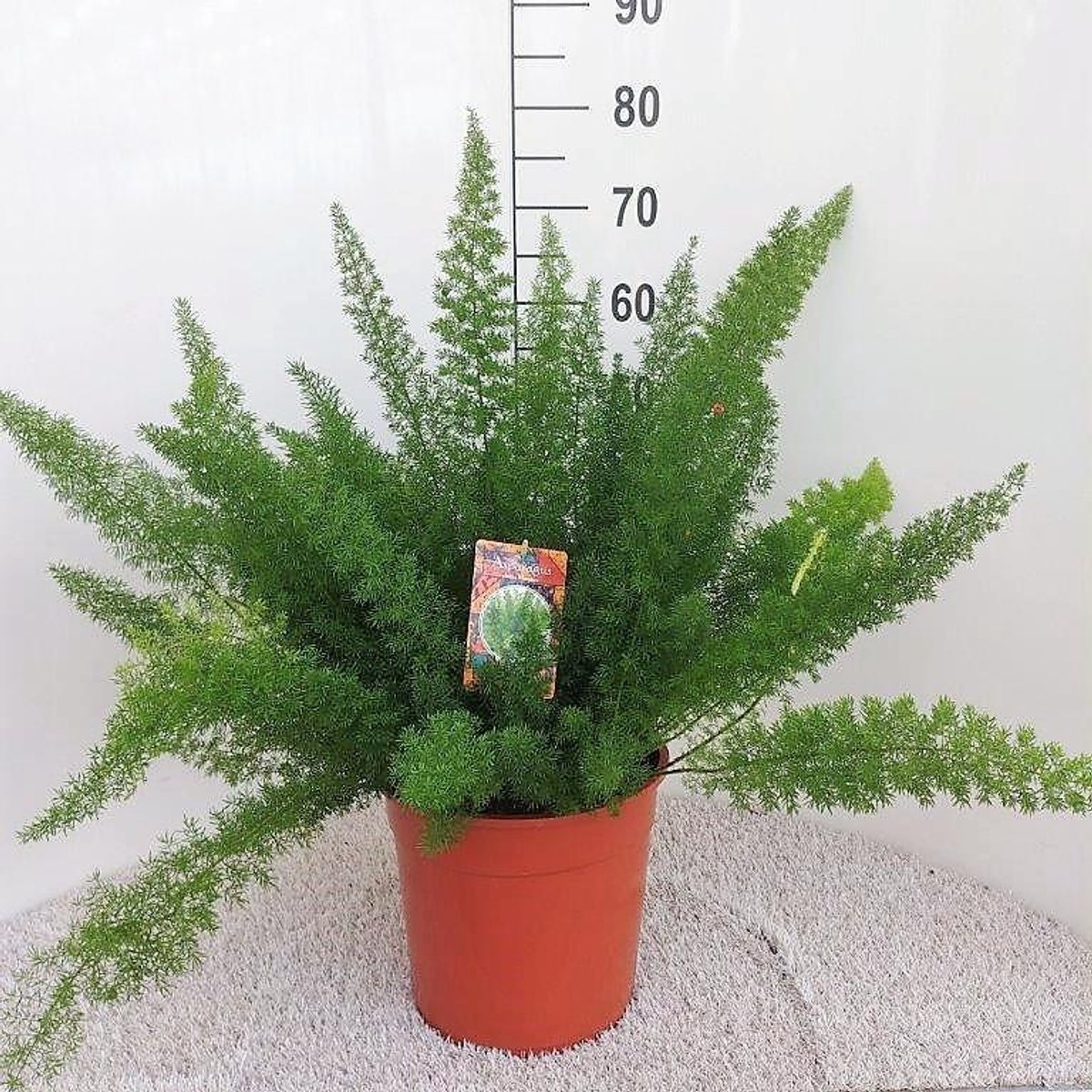 Asparagus D. Meyers - Ø27cm - 60cm