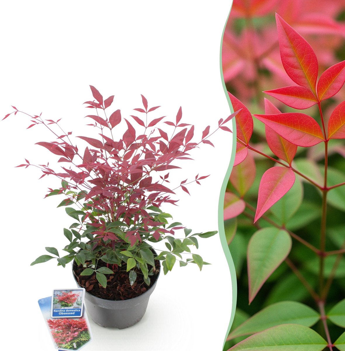 Tuinplant - Nandina Obsessed - Rood - 1 Plant - Groenblijvend - Weinig Onderhoud - Pot 17cm Hoogte 45cm