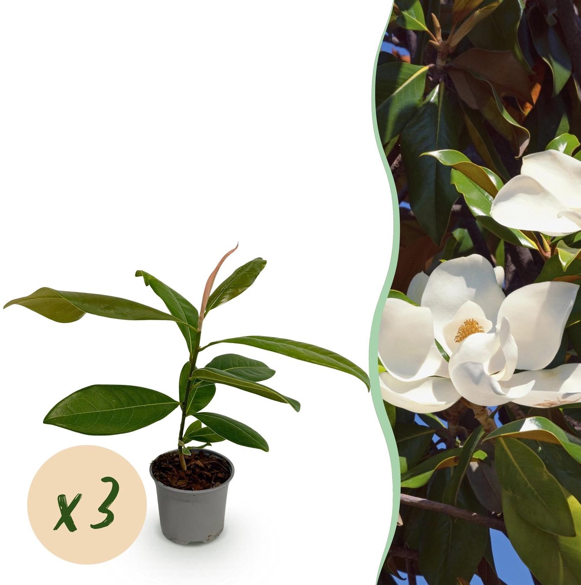 Tuinplant - Magnolia grandiflora - Bloem Wit - 3 Planten - Bladhoudend - Weinig Onderhoud - Pot 12cm Hoogte 30cm