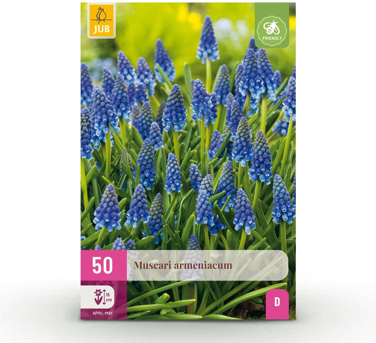 Bloembollen - Muscari Armeniacum - Kleur Blauw - 50 stuks - Bolmaat 8/9 - XXL Pack