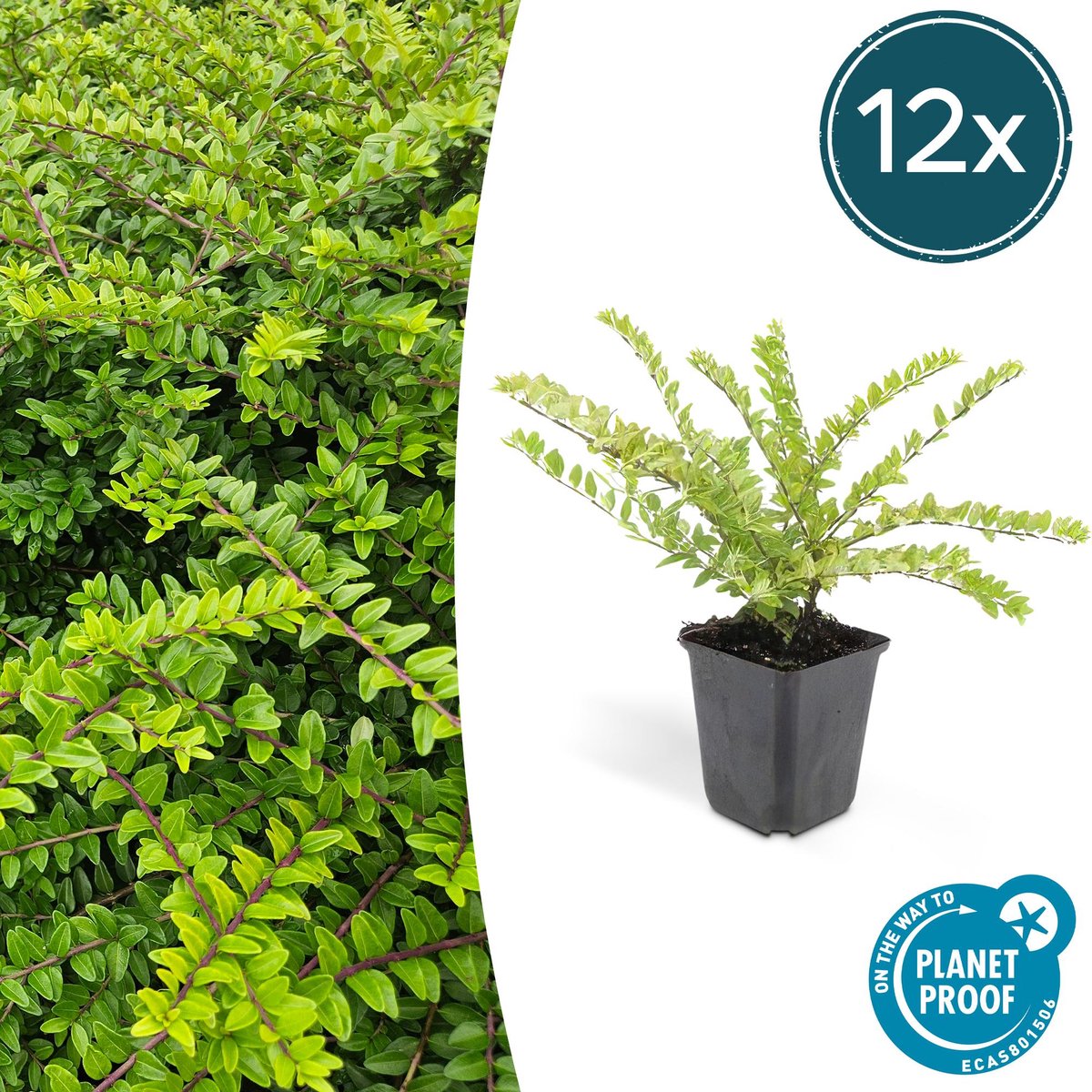 12x Lonicera nit. 'Maigrün' - 10-25cm - Ø9cm