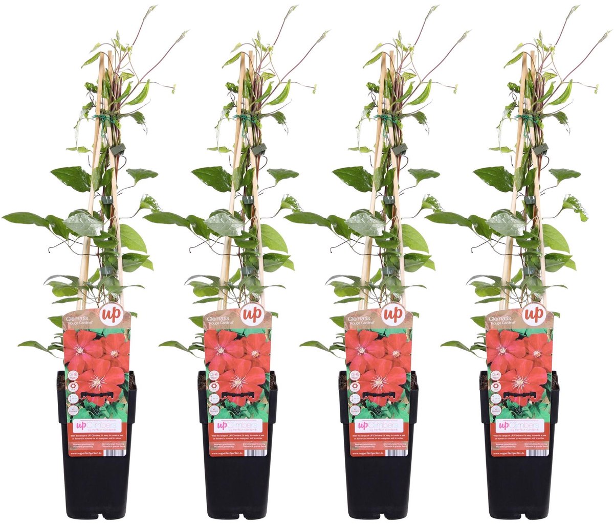 4x - Clematis Rouge Cardinal - ↨65cm - Ø15