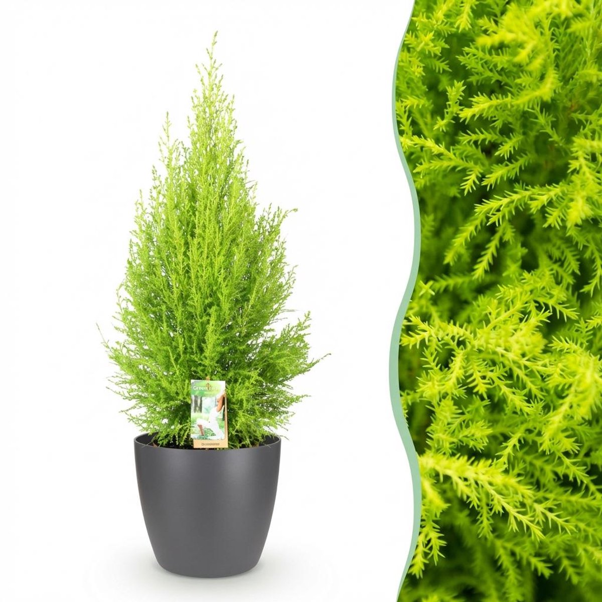 Kamerplanten - Cupressus Gold Crest Wilma - Kamer conifeer - Weinig onderhoud - Groen - 1 Plant - met Potter Grijs - Pot 21cm - Hoogte 85-95cm