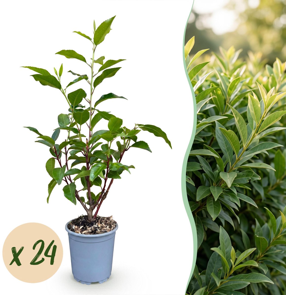 24x Prunus lusitanica Angustifolia - Portugese Laurier - Haagplanten - Groenblijvend - Groen - Pot 9cm - Hoogte 25-35cm