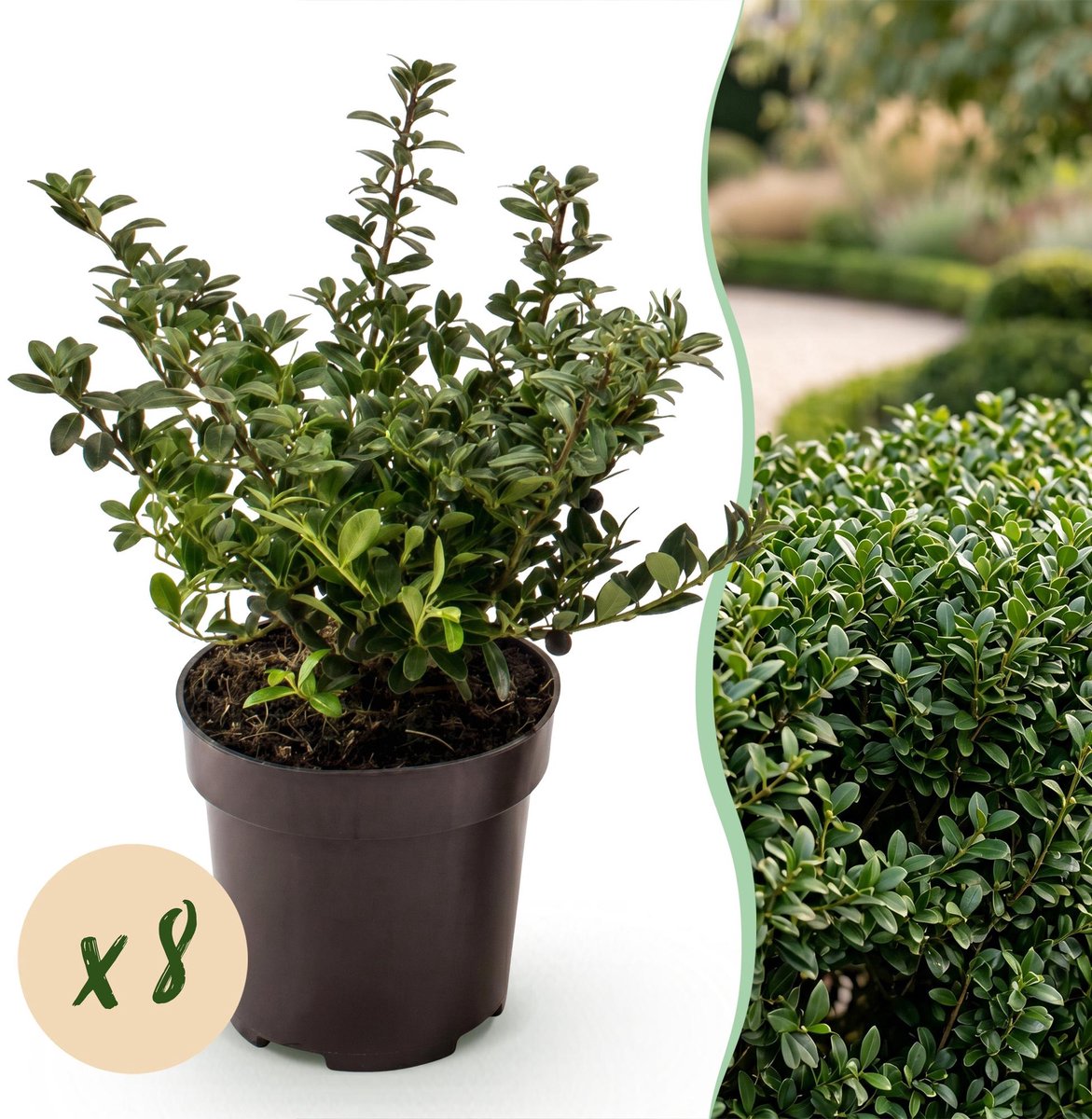 8x Ilex crenata Stokes - Japanse Hulst - Haagplanten - Groenblijvend - Groen - Pot 9cm - Hoogte 20-30cm