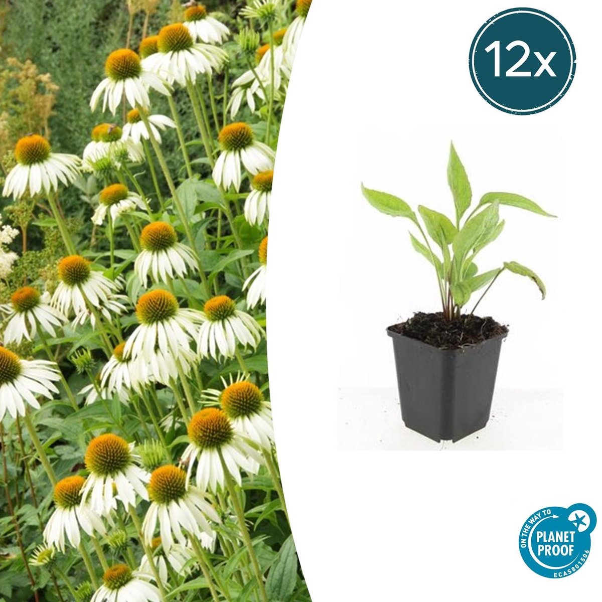 12x Echinacea p. 'White Swan' - 10-25cm - Ø9cm