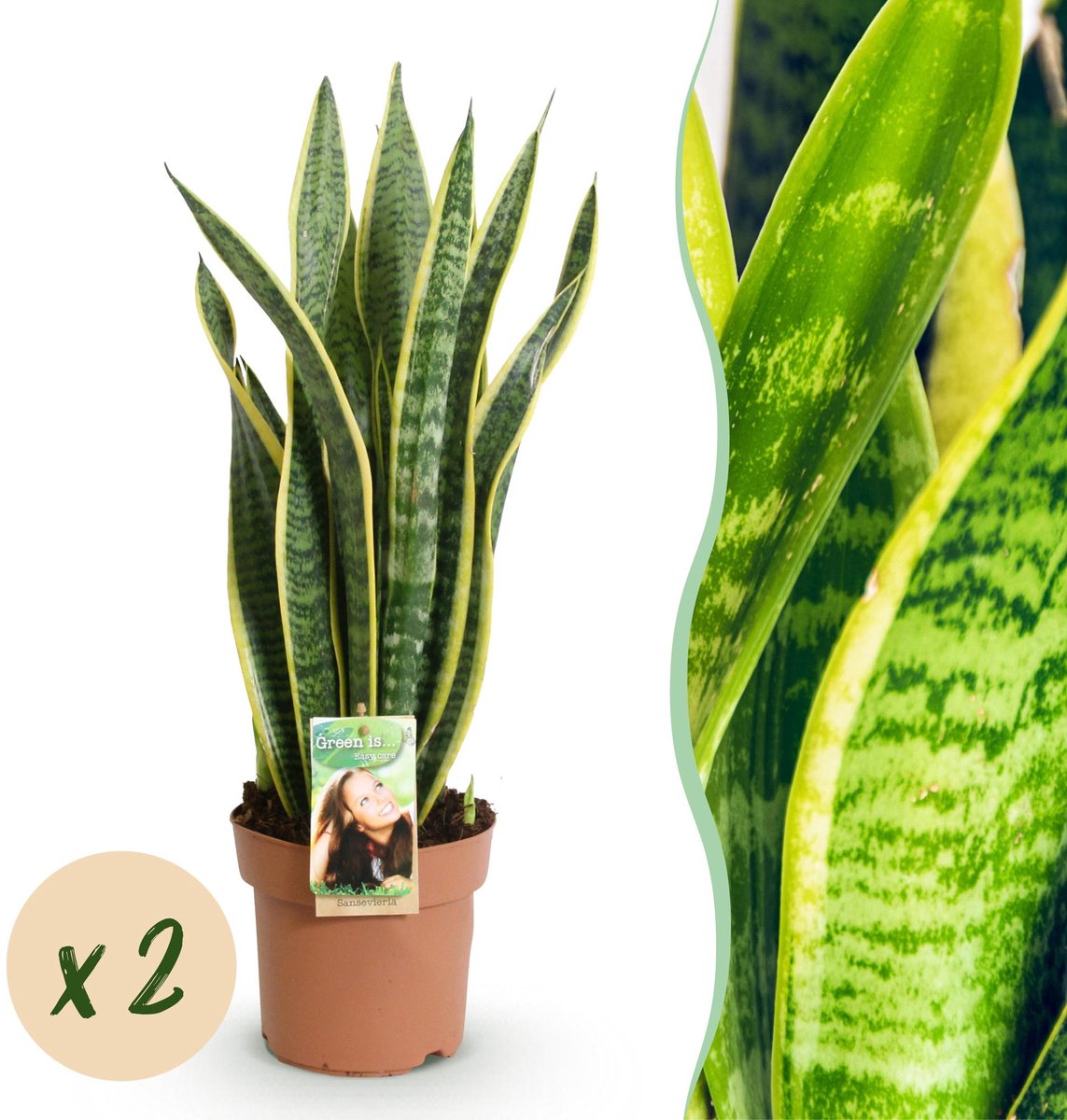 Green is... Kamerplanten - Sanseveria Laurentii - Vrouwentong - Weinig onderhoud - Groen - 2 Planten - Pot 17cm - Hoogte 60-70cm