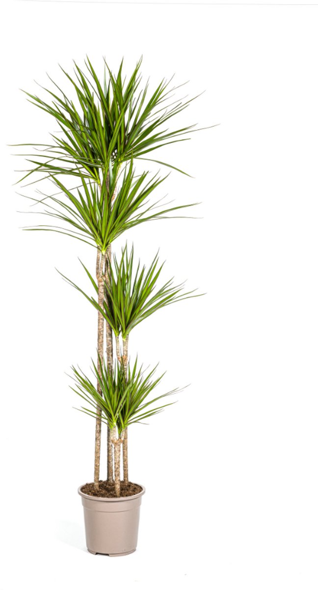 Dracaena Marginata Green Ø27cm - 170 - 190cm