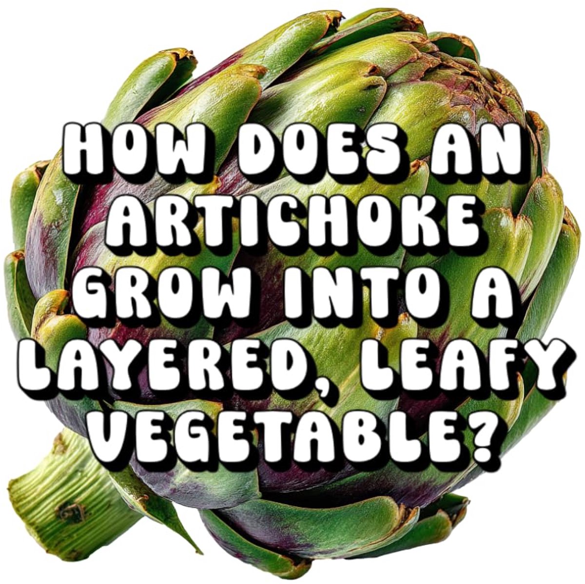 Does an Artichoke Grow Into a Layered, Leafy Vegetable?