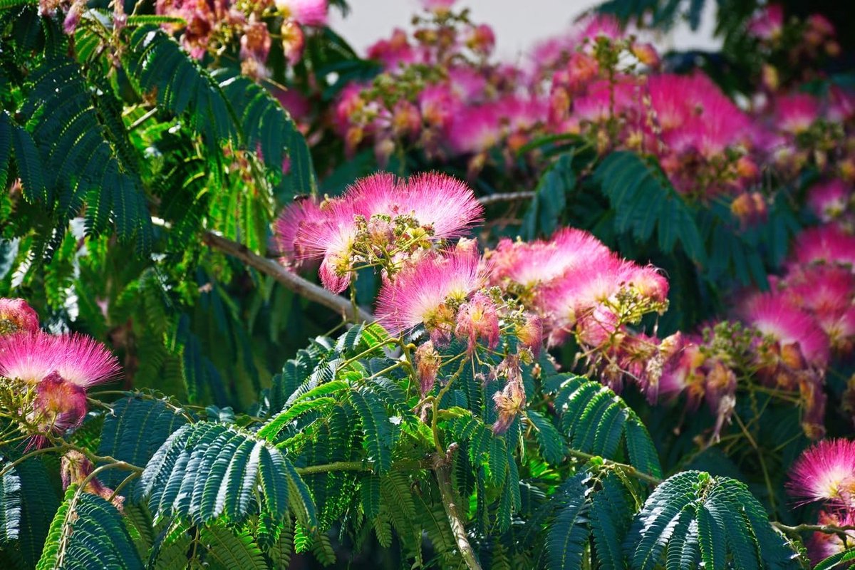 50 zaden zijden boom Albizia julibrissin slaapboom sierboom plant tuin boom