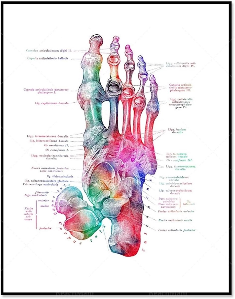 Voet Bot Anatomie - Medische Poster - Kantoor Decoratie - Gedetailleerde Etikettering - 60x90cm Canvas - Meerkleurig