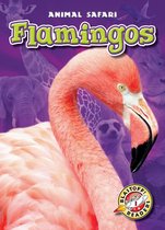Animal Safari - Flamingos