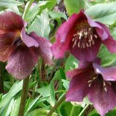 3 x Helleborus Orientalis 'Red Hybrids' - Nieskruid pot 9x9cm - Wintergroen met rode bloemen