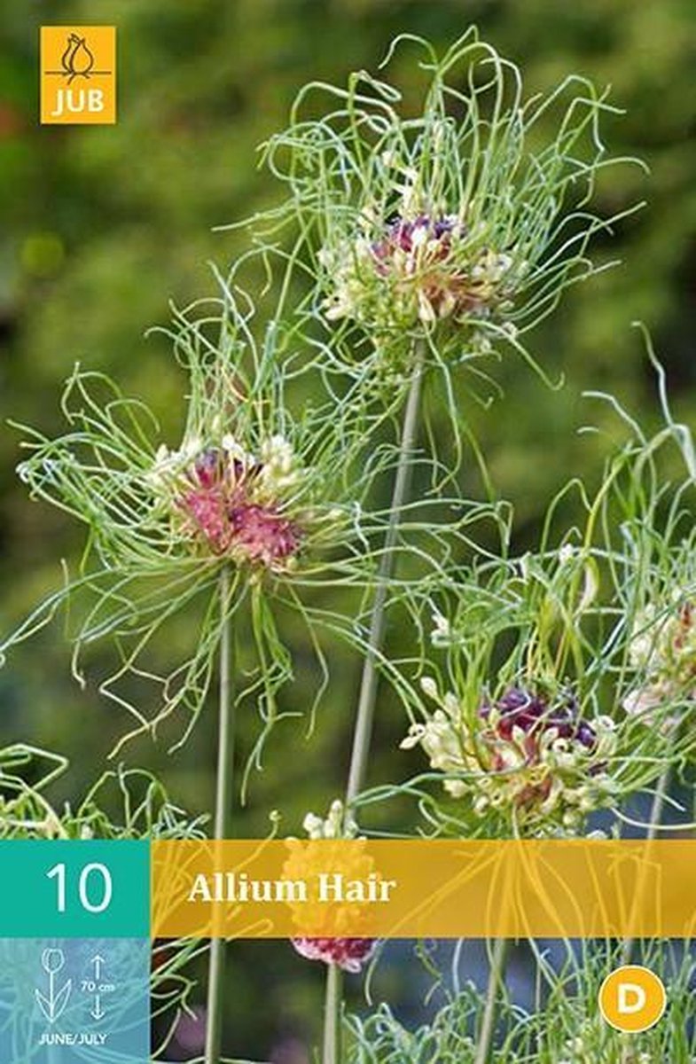 Allium Hair - sierui - set van 10 stuks