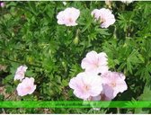 Geranium Endressii - Ooievaarsbek