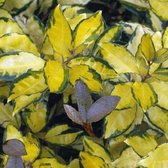 Elaeagnus Ebbingei 'Eleador' ('Lannou') - Zilverbes; Olijfwilg - 60-80 cm pot: Groenblijvende struik met zilverachtig blad en geurende bloemen.