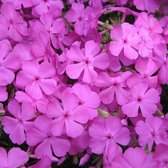 6 x Phlox 'Mac Daniel's Cushion' - Vlambloem pot 9x9cm - Compact, roze bloemen