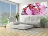 Flowers Orchids Drops Photo Wallcovering